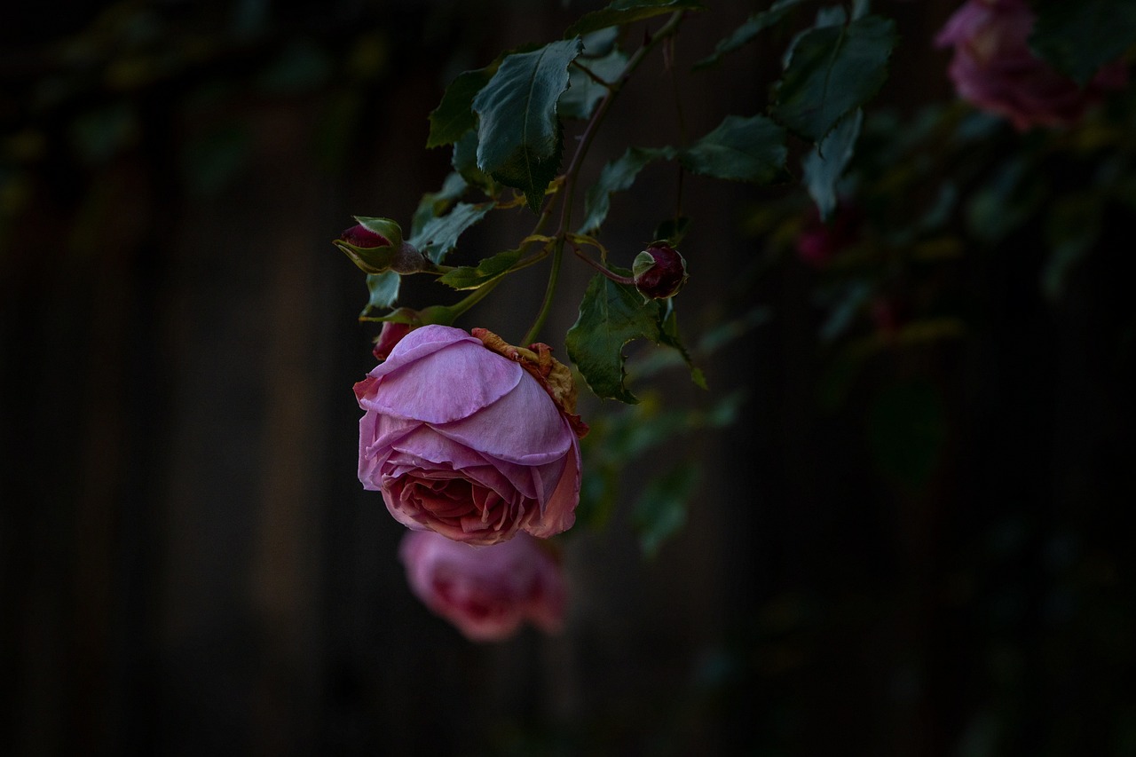 Maintaining Beautiful Roses All Year Round